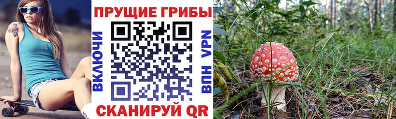 Купить Алексеевка Галлюциногенные грибы ЛСД